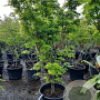 Acer pal. 'Sangokaku' 200-250 cm container meerstammig extra