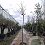 Albizia julibrissin 200 cm stam container 14-16 hoge lei