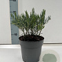 Andromeda glaucophylla 15-20 cm 2,0L