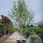 Betula utilis jacquemontii 350-400 cm container meerstammig