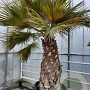 Brahea edulis 130 cm stam container