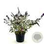 Buddleja Butterfly Red 30-40 cm 3,0L