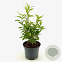 Callicarpa Magical Snowstar 30-40 cm 3,0L