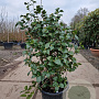 Camellia japonica 100-125 cm 30L