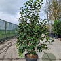 Camellia japonica 125-150 cm container meerstammig