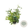 Caragana arborescens 20-30 cm 3,0L