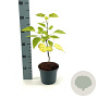 Catalpa bignonioides 'Aurea' 30-40 cm 2,0L