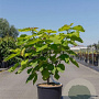 Catalpa bignonioides 'Aurea' 80-100 cm 12L