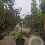 Cercis can. Red Force 200-250 cm container meerstammig extra