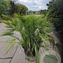 Chamaerops humilis 100-125 cm container meerstammig