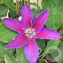 Clematis 'Etoile de Malicorne' 80 cm rozenpot 2L