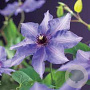 Clematis 'Königskind' 80 cm rozenpot 2L