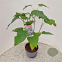 Clerodendrum trichotomum 50-60 cm 5,0L