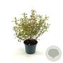 Coprosma 'Evening Glow' 25-30 cm 2,0L