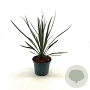 Cordyline australis 30-40 cm 2,0L
