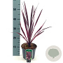 Cordyline 'Paso Doble' 30-40 cm 2,0L