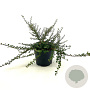 Cotoneaster microphyllus 25-30 cm 3,0L