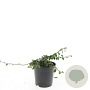 Cotoneaster radicans 'Rami' GM C1.3