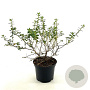 Escallonia 'Red Elf' 25-30 cm 2,0L