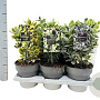 Euonymus Gemengd 20-30 cm 1,7L
