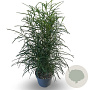 Frangula alnus Fine Line 60-80 cm 4,0L