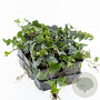 Hedera helix 20-30 cm P9 3-5 tak