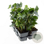 Hedera hibernica 20-30 cm P9 3-5 tak