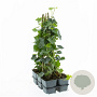 Hedera hibernica 40-50 cm P9 gebonden