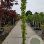Hedera hibernica 250-300 cm 15L