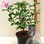Hibiscus hamabo 40-45 cm 3,0L