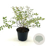 Hypericum moserianum 25-30 cm 2,0L