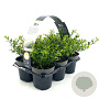 Ilex crenata 10-20 cm sixpack