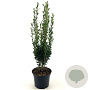 Ilex crenata 'Fastigiata' 30-40 cm 3,0L