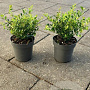 Ilex crenata 'Stokes' 10-15 cm P9,5