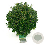 Ilex crenata 'Stokes' 20-25 cm 2,0L bol