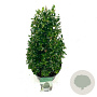 Ilex crenata 'Stokes' 40-45 cm 2,0L piramide