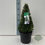 Ilex crenata 'Stokes' 40-50 cm 4,0L kegel
