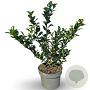 Ilex meserv. Heckenfee 40-60 cm 4,0L