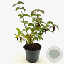 Leycesteria formosa Golden Lanterns 30-40 cm 3,0L