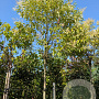 Ligustrum japonicum 200 cm stam container 16-18 leiboom