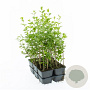 Ligustrum ovalifolium 20-30 cm P9