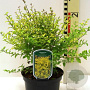 Ligustrum sinense 'Eugene Clive' 30-40 cm 3,0L