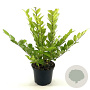 Ligustrum 'Vicaryi' 30-40 cm 2,0L