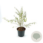 Lycium barbarum Little Goji 30-40 cm 3,0L