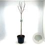 Magnolia kobus 80 cm stam 10L bol