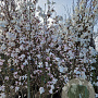 Magnolia loebneri 'Merrill' 250-300 cm container meerstammig