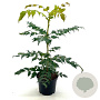 Mahonia japonica 40-50 cm 3,0L
