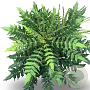 Mahonia media 'Winter Sun' 50-80 cm 12L
