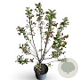 Malus 'Evereste' 60-80 cm 4,0L
