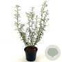 Olearia scilloniensis 30-40 cm 2,0L